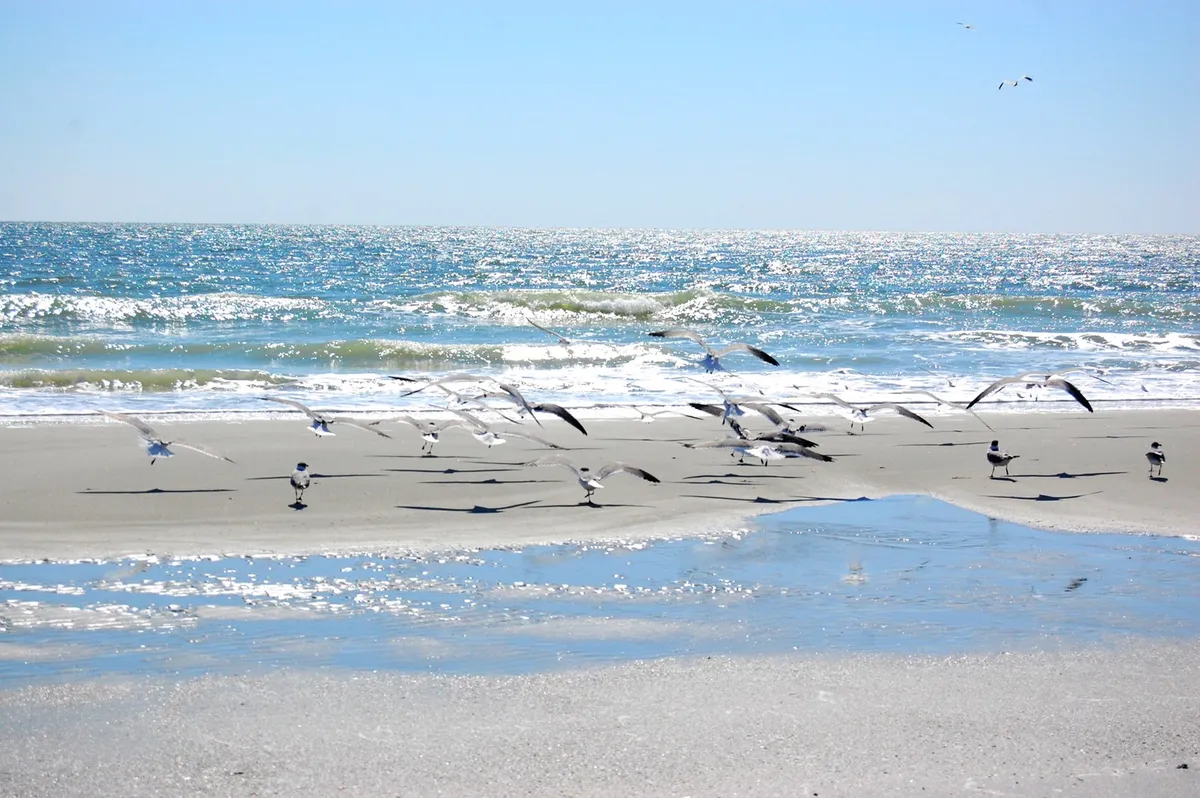 A flock of birds glides above gentle ocean waves breaking on a wide, sandy, uncrowded beach. The scene is calm and bathed in soft light, suggesting a peaceful atmosphere perfect for leisurely walks and quiet reflection.